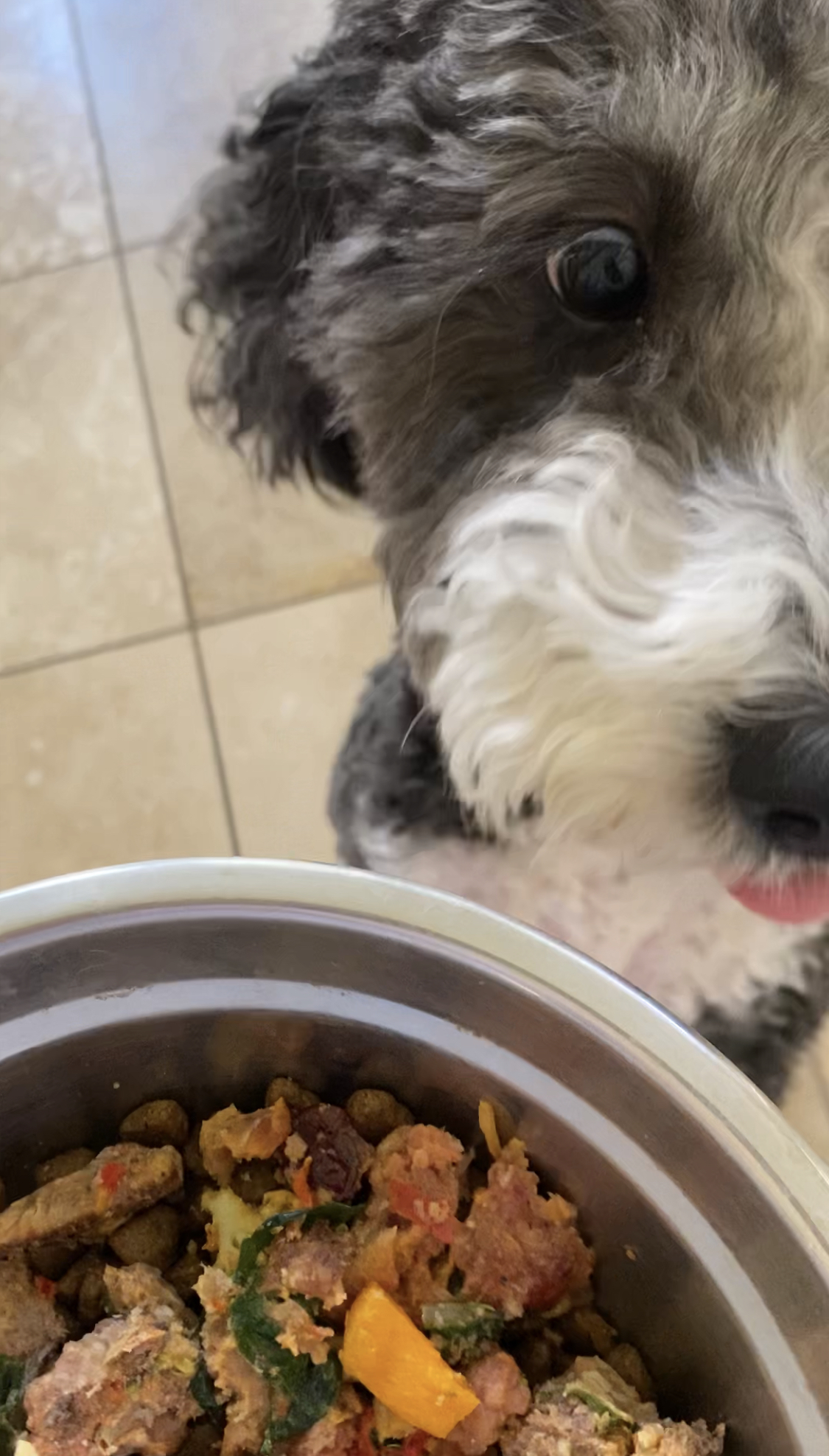 Healthy homemade dog food